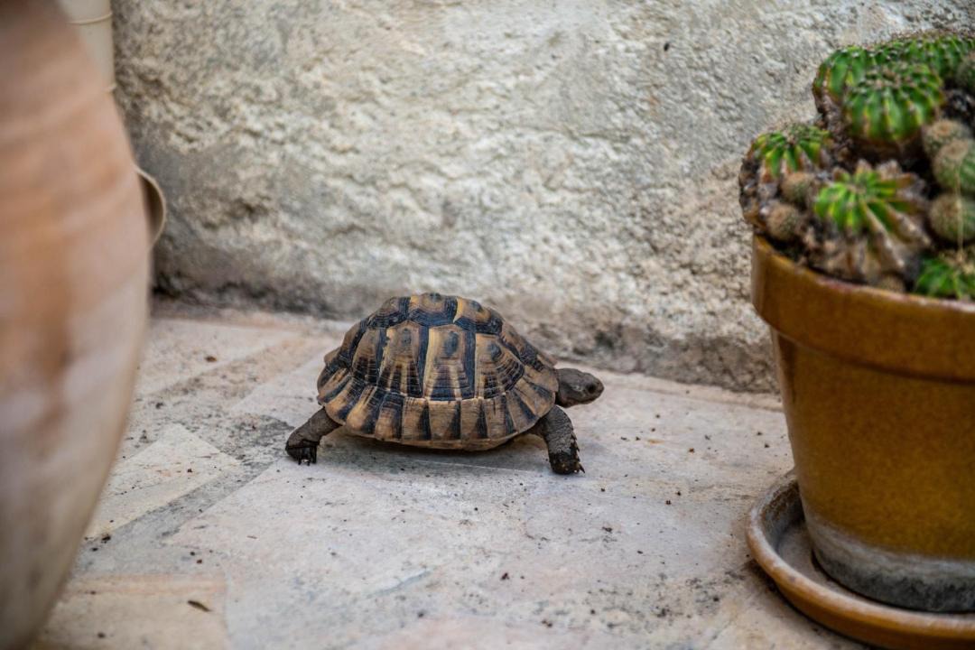 Photo of Others in Aigues-Mortes Medieval City