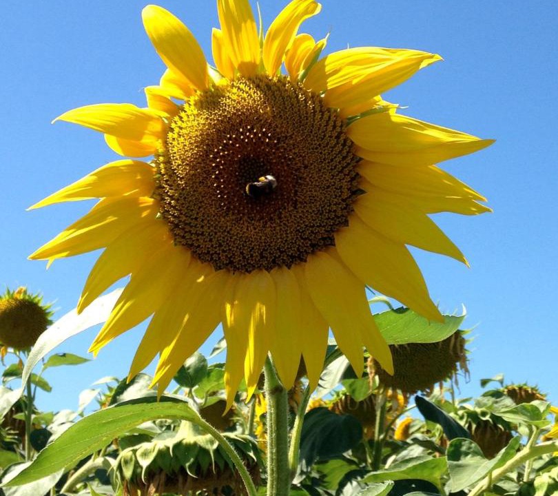 Photo of Others in Lagarde-Hachan