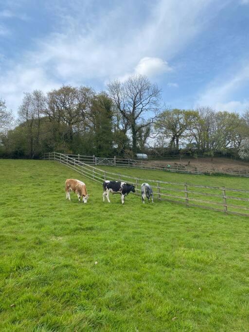 Photo of Others in St Wenn