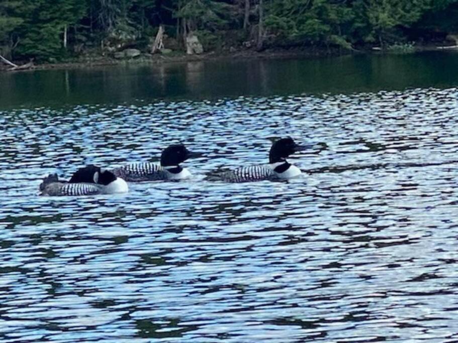 Photo of Others in Johnsburg