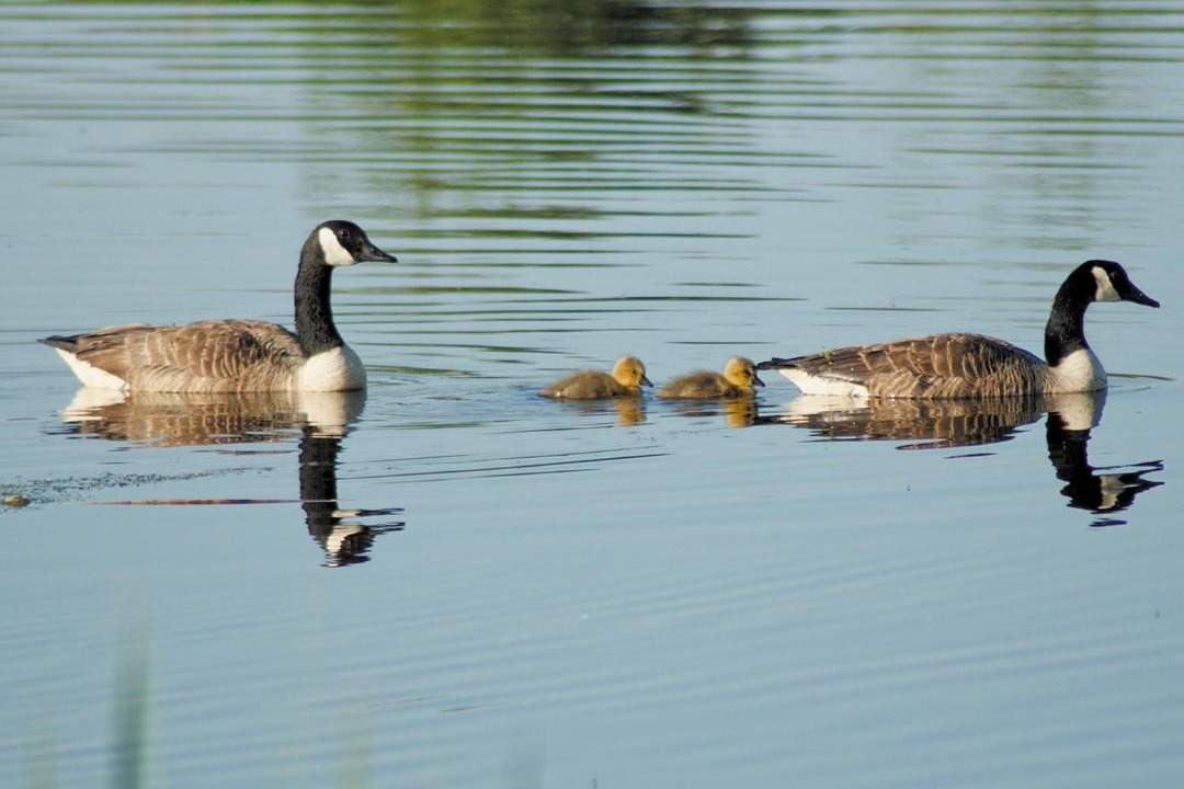 Photo of Others in Ferryhill