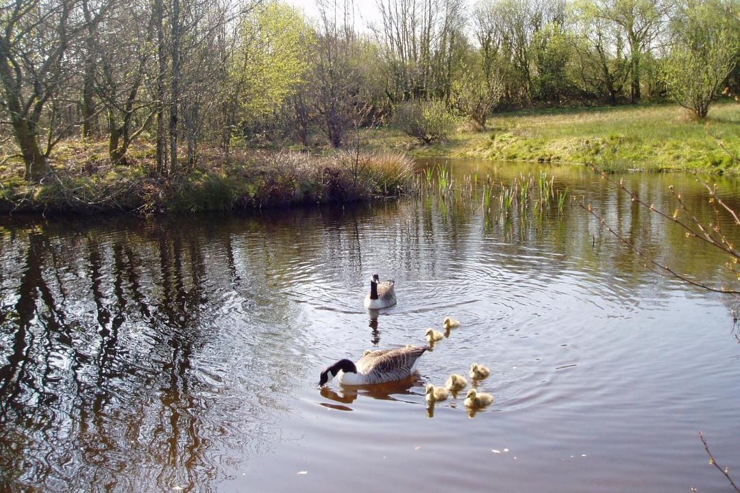 Photo of Others in Llannon
