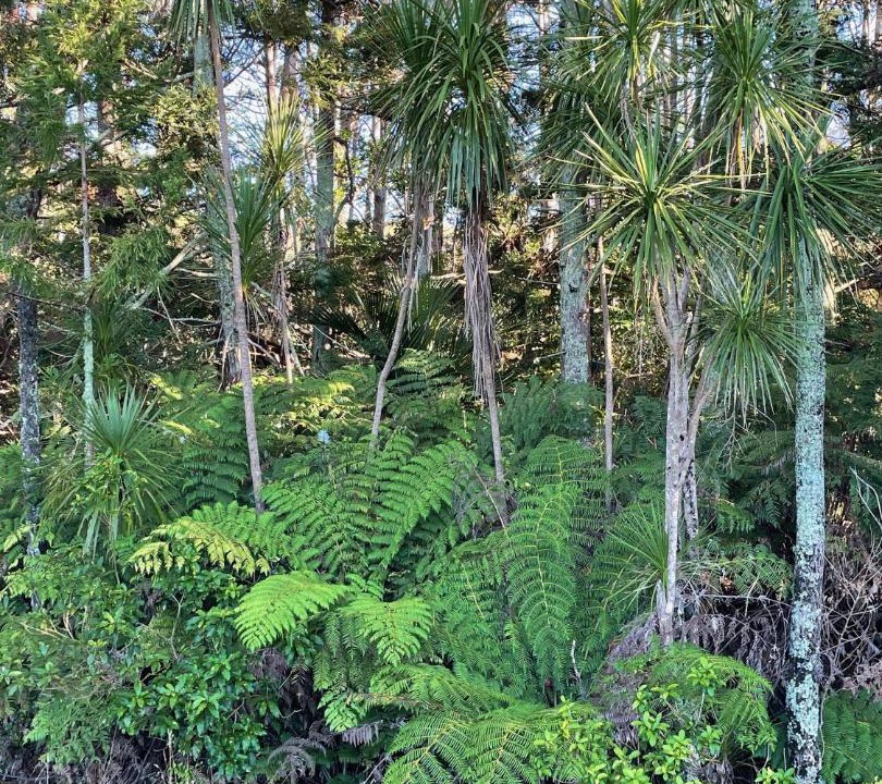 Photo of Outdoor in Matakana