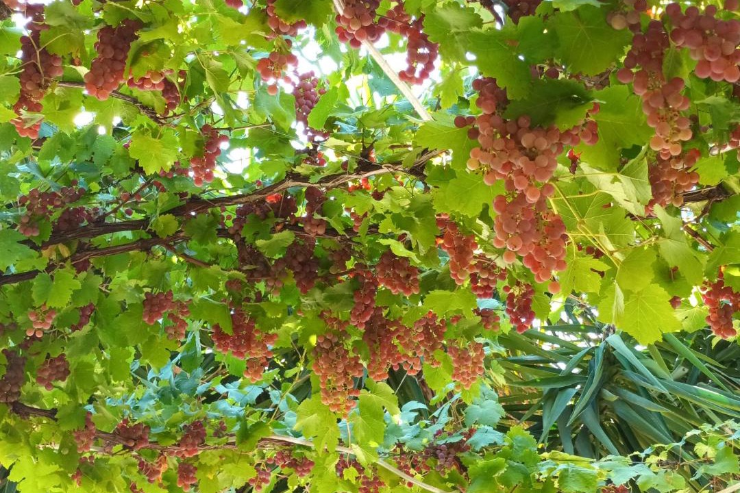 Photo of Outdoor in Montauriol