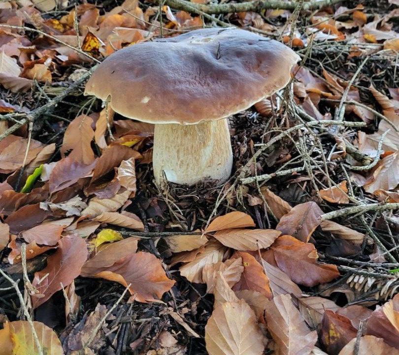 Photo of Outdoor in Dourbies