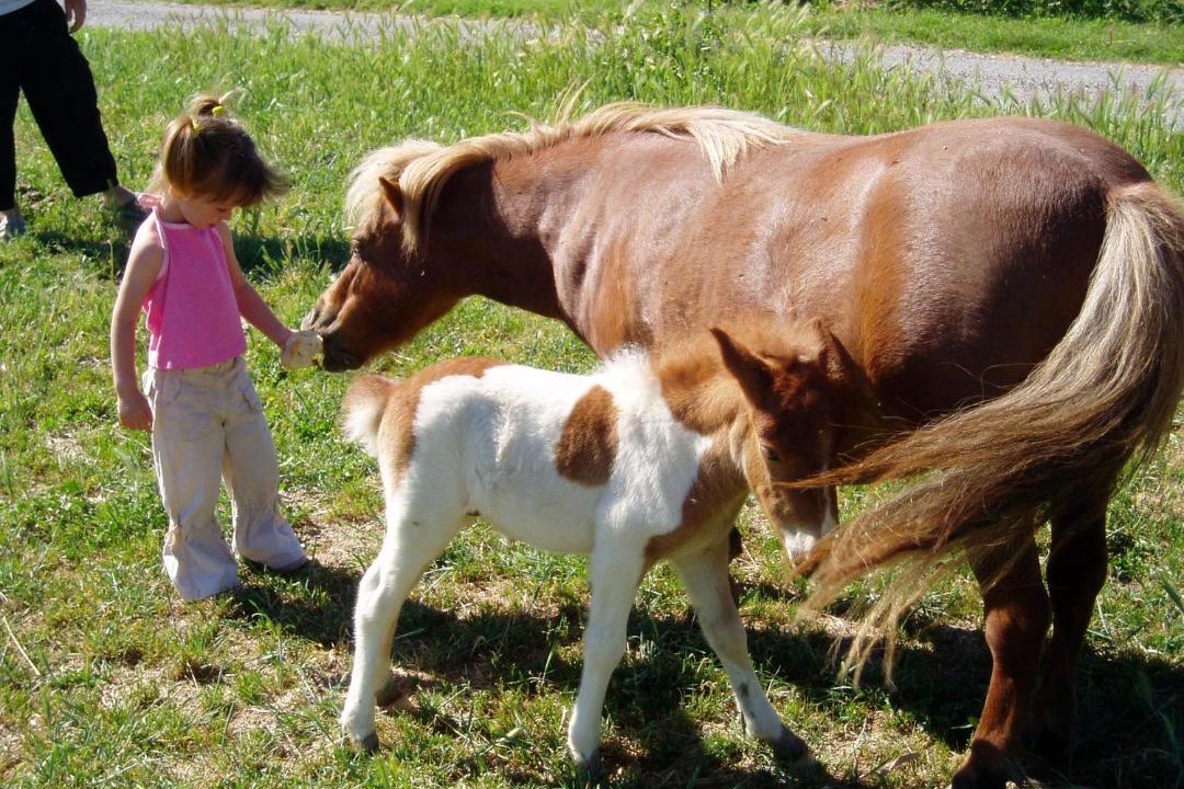 Photo of Others in Forcalquier
