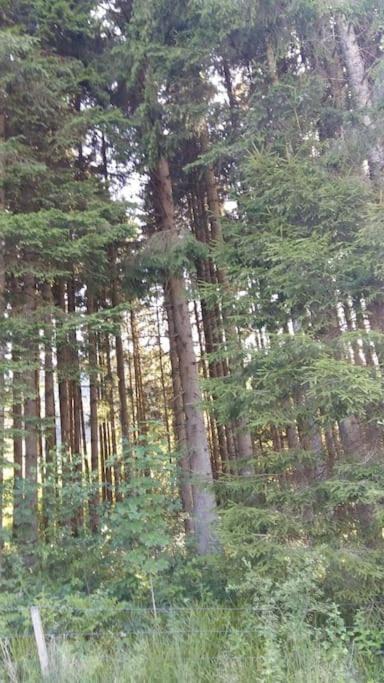 Photo of Others in Gerardmer