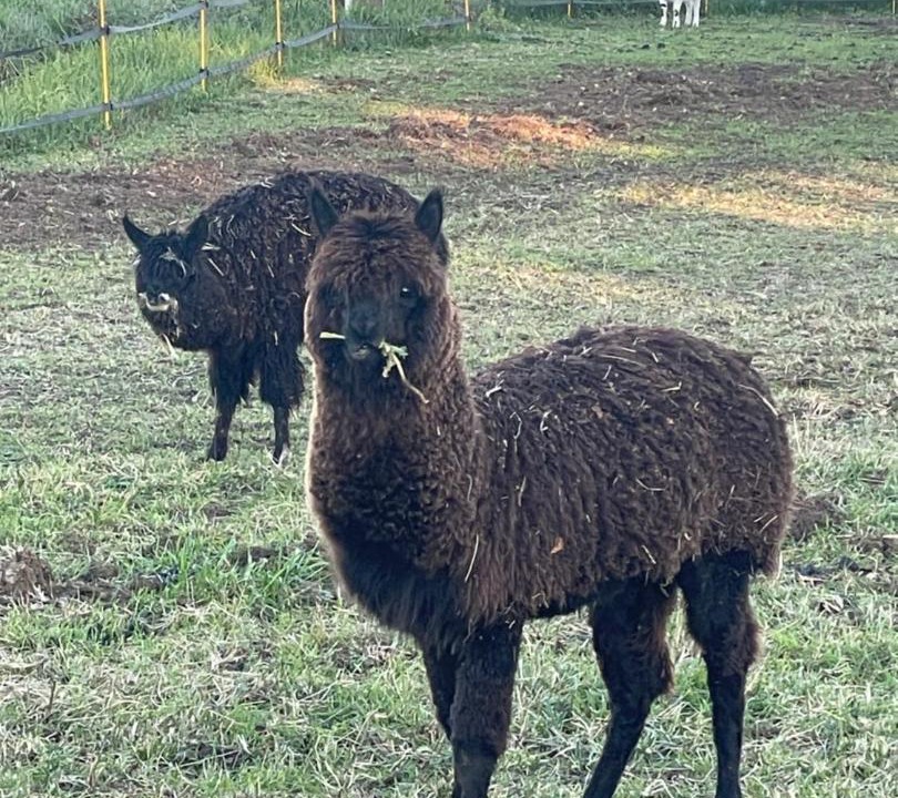 Photo of Others in Domfront-en-Champagne