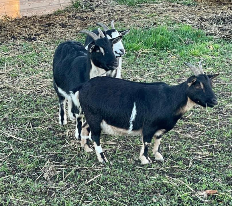 Photo of Others in Domfront-en-Champagne
