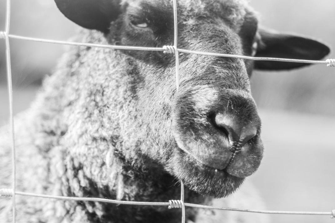 Photo of Others in Llangeler