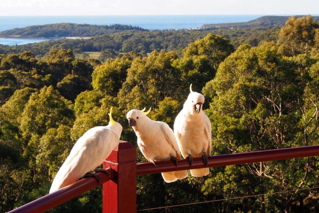 Photo of Others in Bawley Point