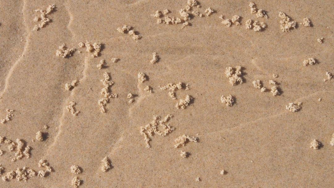 Photo of Others in Bawley Point