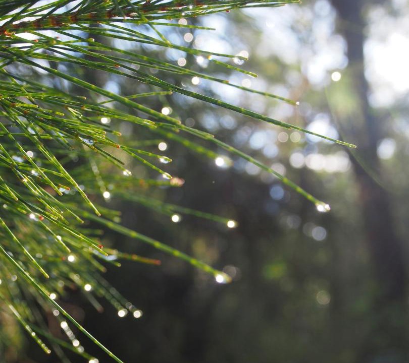 Photo of Others in Bawley Point