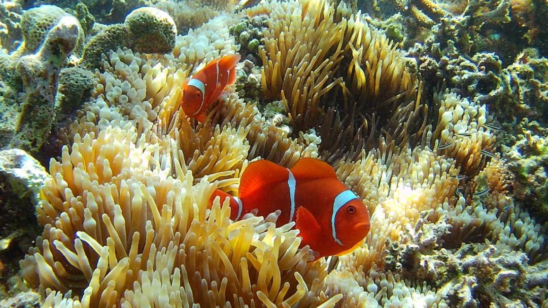 Photo of Others in Gili Gede