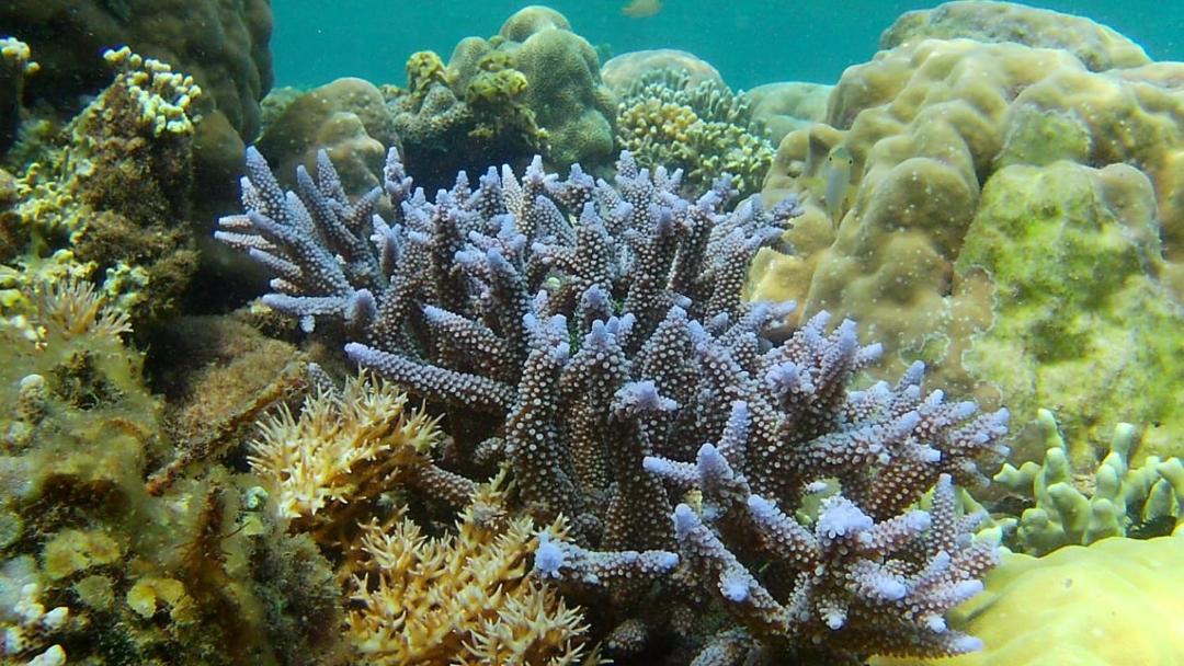 Photo of Others in Gili Gede