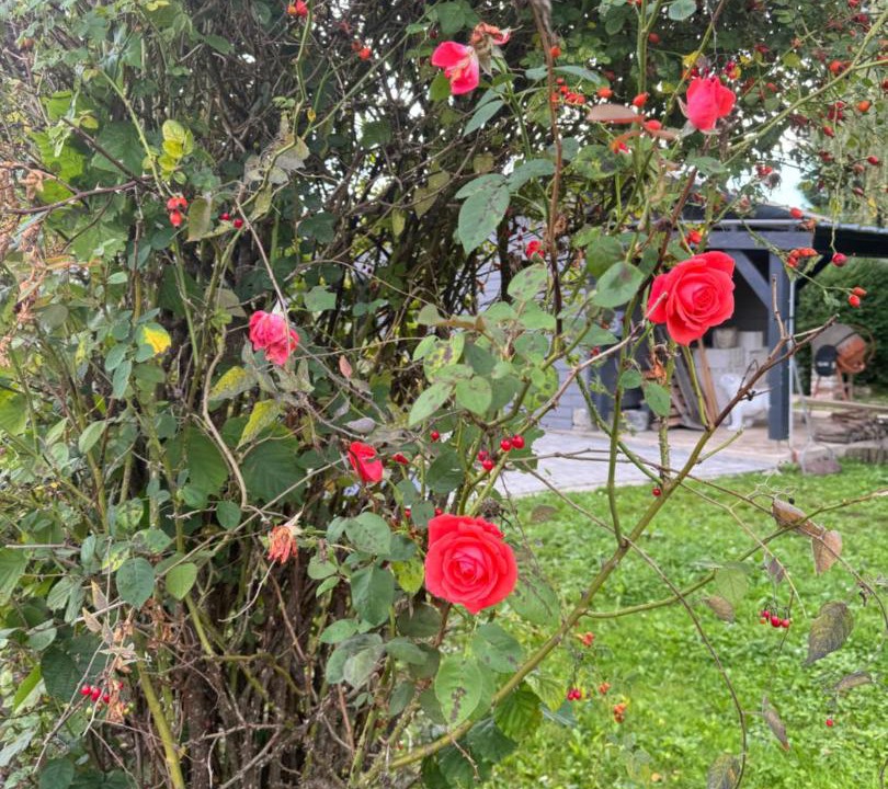 Photo of Outdoor in Abbeville