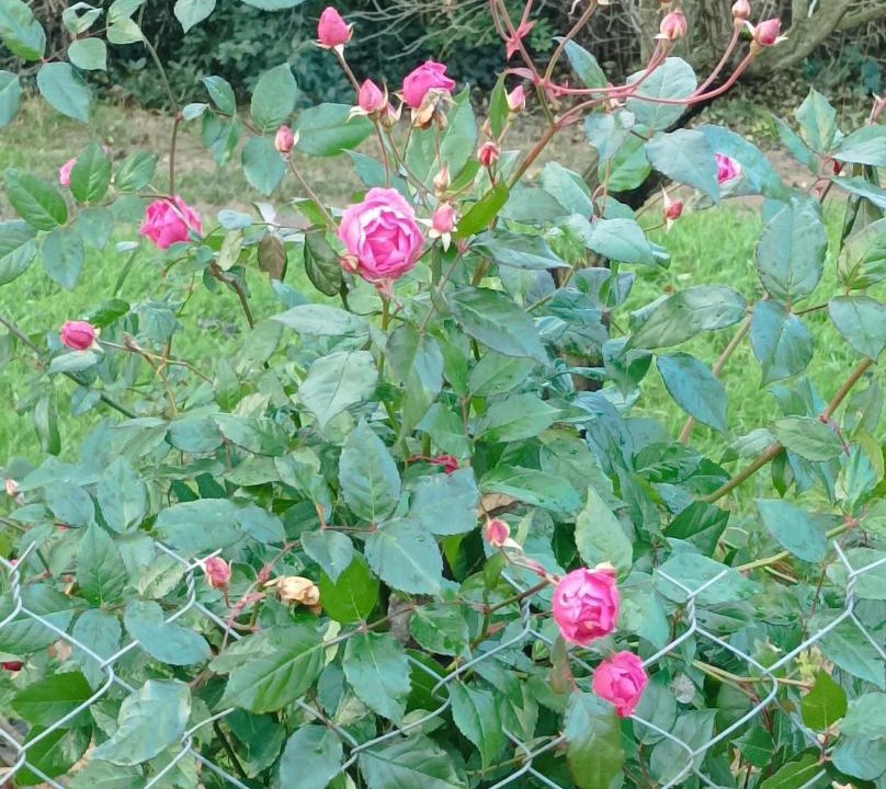 Photo of Outdoor in Montauban