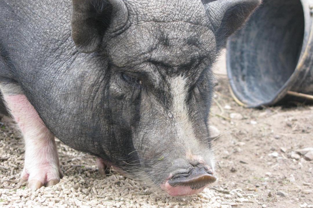 Photo of Others in Soro