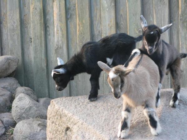 Photo of Others in Soro