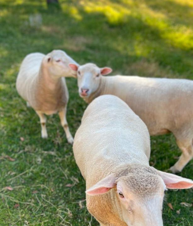 Photo of Others in Woodend