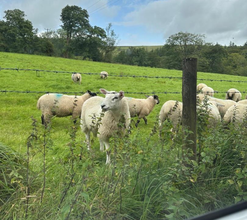 Photo of Others in Fence