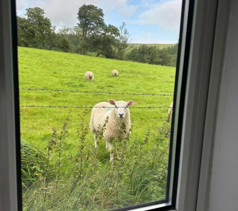 Photo of Others in Fence