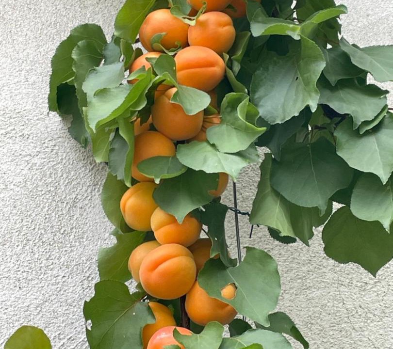 Photo of Others in Rille