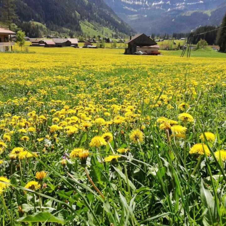 Photo of Others in Lenk