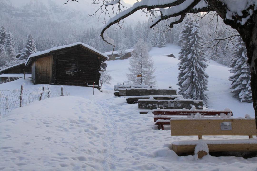 Photo of Others in Wengen