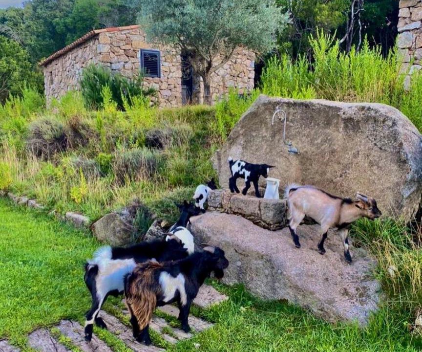 Photo of Others in Cauro