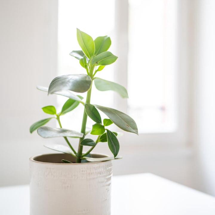 Photo of Others in Thermal