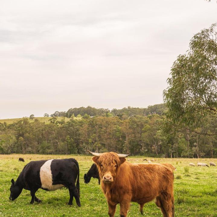 Photo of Others in Cooranbong