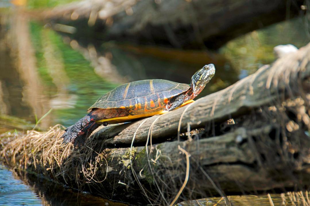 Photo of Others in Fryeburg