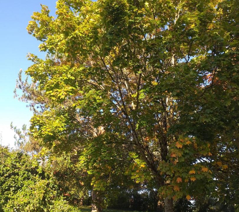 Photo of Outdoor in Ingrandes-de-Touraine