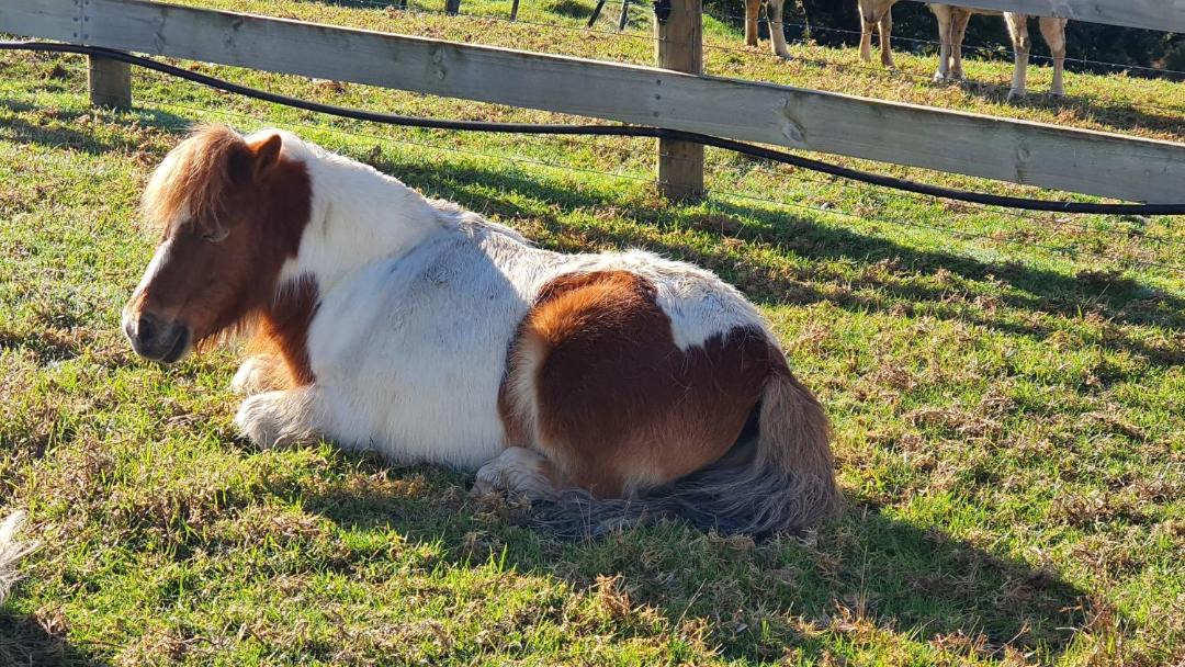 Photo of Others in Northland