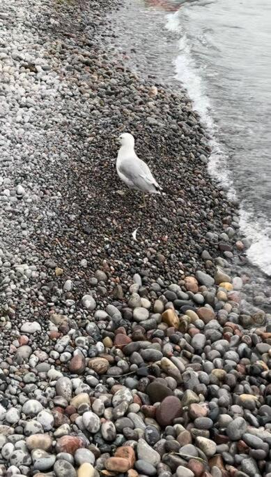 Photo of Others in Pickering