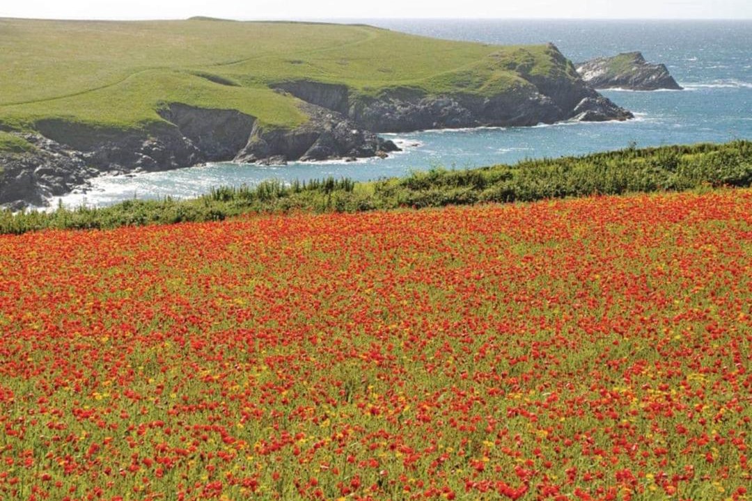 Photo of Others in Holywell