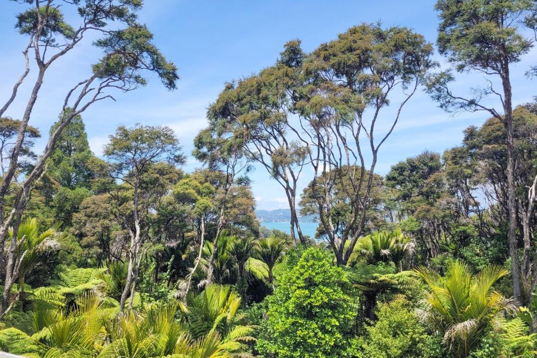 Photo of Others in Whitianga