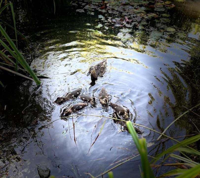 Photo of Others in Buckton