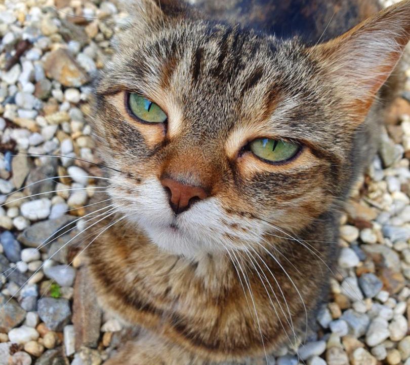 Photo of Others in Buais-les-Monts