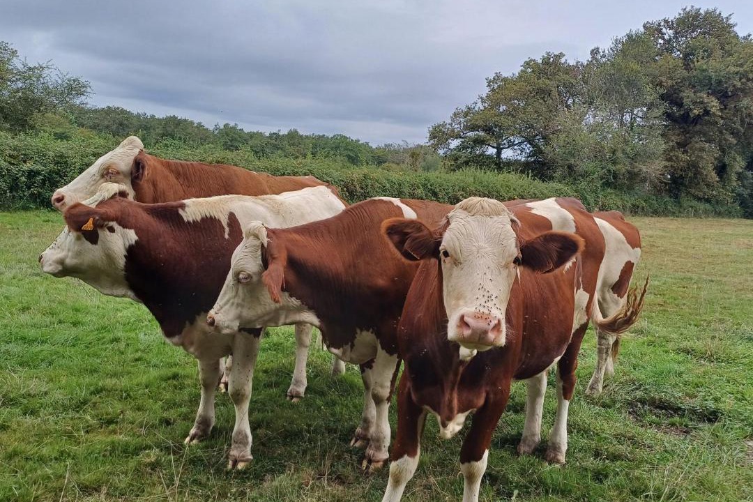 Photo of Others in Neuville-les-Decize