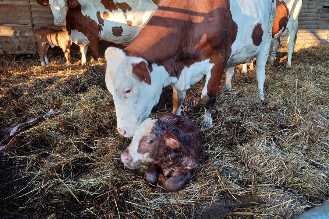 Photo of Others in Neuville-les-Decize