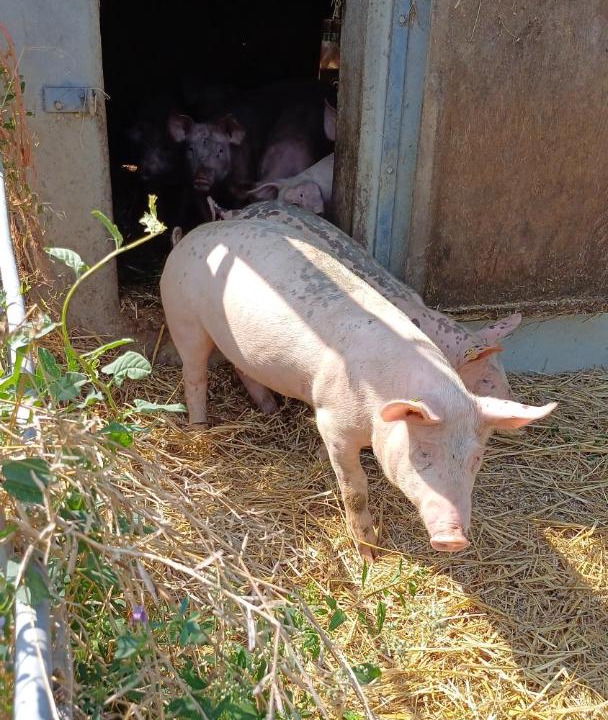 Photo of Others in Neuville-les-Decize