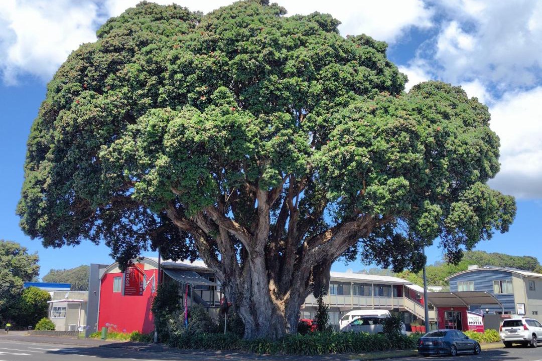 Photo of Others in New Plymouth