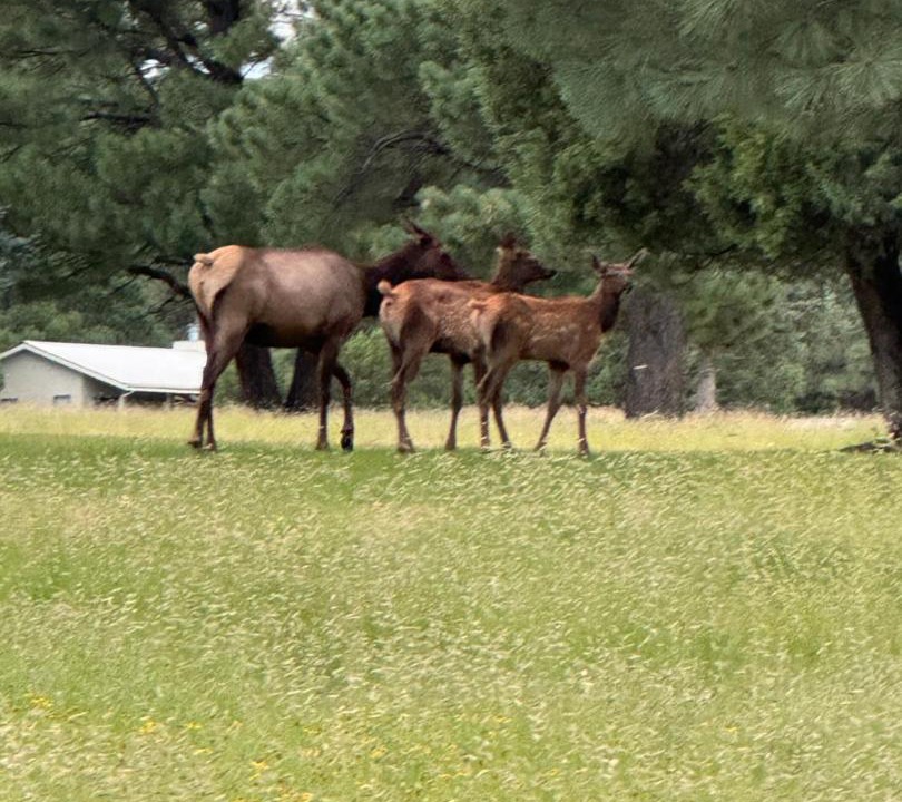Photo of Others in Ruidoso