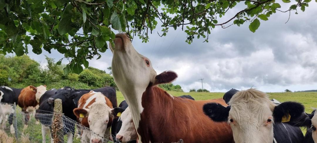 Photo of Others in Church Knowle