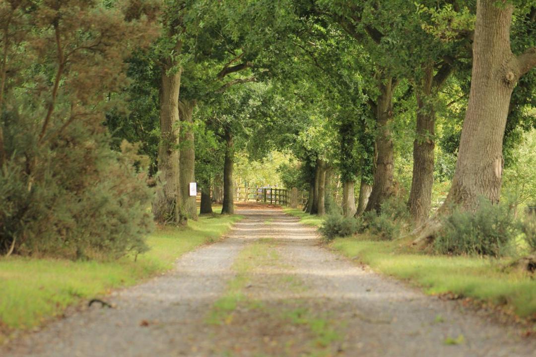 Photo of Others in Stratton Strawless