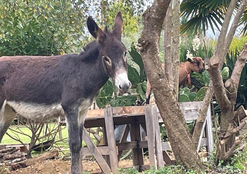 Photo of Others in Laguian-Mazous