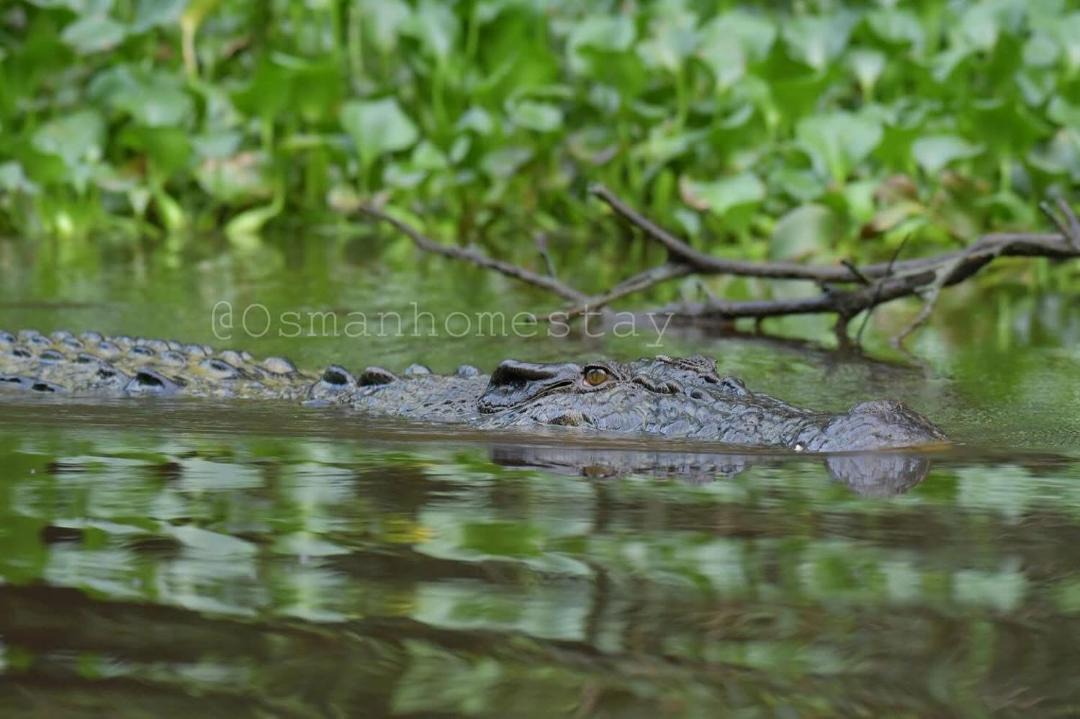 Photo of Others in Kota Kinabatangan