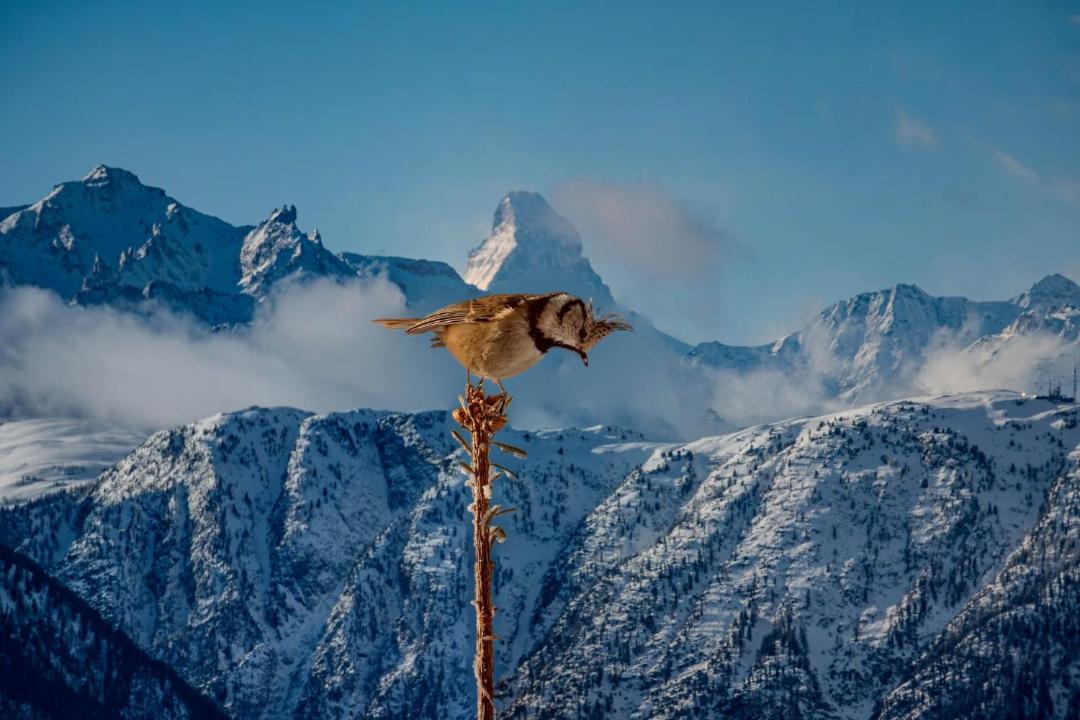 Photo of Others in Bettmeralp